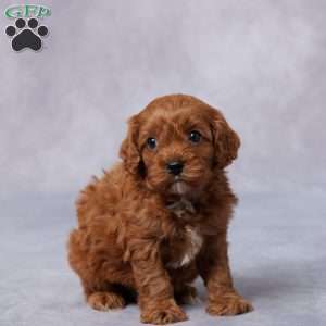 Gail, Cavapoo Puppy